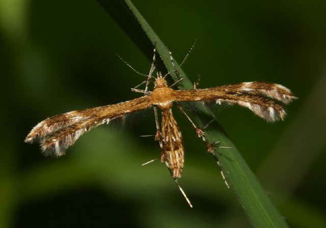 Dejongia lobidactylus Pterophoridae